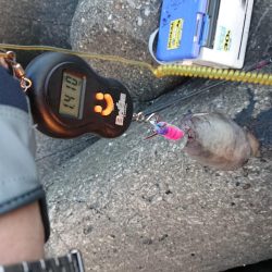 ニューロッド墨付け